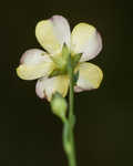 Stiff yellow flax